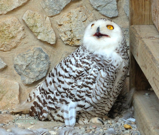 Snowy Owl 2