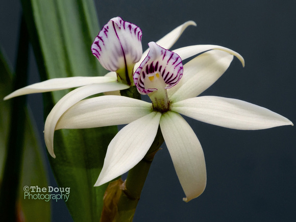 Prosthechea Baculus